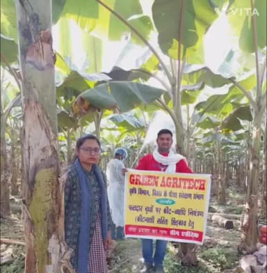 मनसाही :- मनसाही प्रखंड में केला व पपीता फसलों पर छिड़काव कार्य ने पकड़ी रफ्तार।