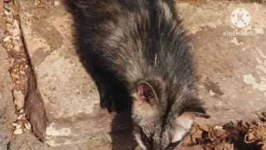 बटियागढ़: मगरोंन गांव में मिला वन्यजीव हनी बैजर, वन विभाग ने किया रेस्क्यू