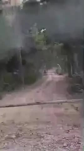 पीलीभीत: दियोरिया कला रेंज में सड़क से गुजर रहे राहगीरों को बाघ का वीडियो आया सामने