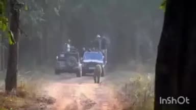 पलिया: दुधवा नेशनल पार्क में बाघ से पर्यटकों का हुआ आमना-सामना, जंगल सफारी के दौरान पर्यटक हुए रोमांचित, वीडियो आया सामने