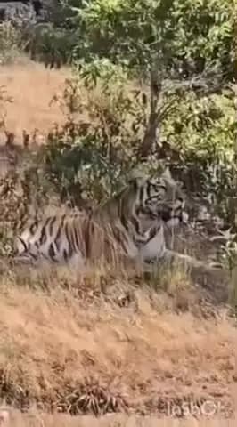 ತರೀಕೆರೆ: ಕೆಮ್ಮಣ್ಣುಗುಂಡಿ - ಹೆಬ್ಬೆ ಫಾಲ್ಸ್ ಮಾರ್ಗದಲ್ಲಿ ಹುಲಿಯ ದರ್ಶನ.! ಪ್ರವಾಸಿಗರ ಮೊಬೈಲ್ನಲ್ಲಿ ವ್ಯಾಘ್ರನ ಸೆರೆ.!