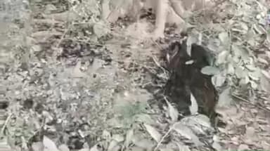 जयसिंहपुर: मोतिगरपुर में घायल मोर की मौत, वन विभाग ने पौधशाला में कराया अंतिम संस्कार