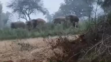 भरनो: 16 जंगली हाथियों का झुंड पहुंचा सूपा, लोगों से छेड़छाड़ न करने की अपील की गई