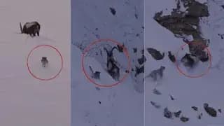 लाहौल: स्पीति वैली में स्नो लेपर्ड और आइबेक्स की अद्वितीय लड़ाई का नजारा!