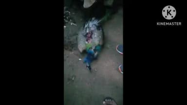 कैलारस: किरावली जदीद में आवारा कुत्तों ने राष्ट्रीय पक्षी मोर को किया घायल, ग्रामीणों ने वन विभाग को दी सूचना