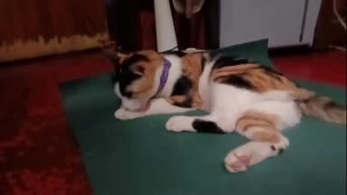 আউশগ্রাম ১: পরিবারের সদস্যের মতো পোষ্য হারিয়ে মানসিকভাবে ভেঙে পড়েছেন গুসকরার এক দম্পতি, তারা নিখোঁজ আদরের বিড়ালের সন্ধানে পুলিশের