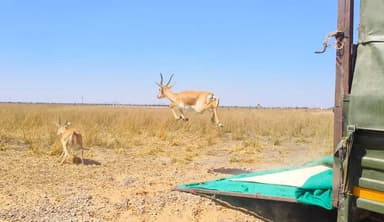 चूरू: दो वर्षों का संकल्प, हरियाली का नया अध्याय
राजस्थान में वन संरक्षण और विकास की बदलती तस्वीर, मुख्यमंत्री भजनलाल शर्मा के नेतृत्व में प्रदेश सरकार के दो वर्षों के प्रयासों से वन क्षेत्र में नया विकास, राजस्थान में लगाए 19 करोड़ से अधिक पौधे, वन एवं वन्य जीव संरक्षण के अभूतपूर्व प्रयास