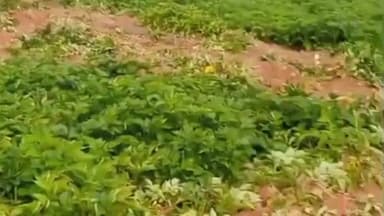 গড়বেতা ৩: গভীর রাতে হাতির দলের তাণ্ডব,ক্ষতিগ্রস্ত হলো একাধিক জমির আলু, চিন্তায় মাথায় হাত কিয়ামাচা,দোতাল ও কুসুমাশুলী চাষীদের