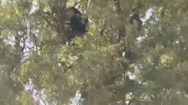 ಪಾವಗಡ: ಬೇವಿನ ಮರದಲ್ಲಿ ಸಿಲುಕಿದ ಕರಡಿ ಮರಿ: ರಕ್ಷಣೆಗೆ ಉಪಕರಣಗಳಿಲ್ಲದೇ ಅರಣ್ಯ–ಅಗ್ನಿಶಾಮಕ ದಳ ಸಂಕಟ