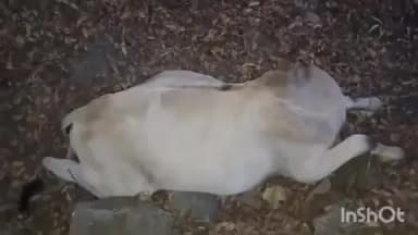 जैतपुर: अमलाई ओपन कास्ट माइंस में दूषित पानी बना काल, 8 से अधिक गौवंशों की हुई मौत