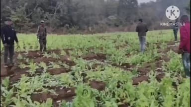 घाघरा: घाघरा के सलगी वन क्षेत्र में अवैध अफीम की खेती पर प्रशासन की कार्रवाई