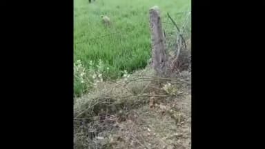 मौदहा: कम्हरिया गांव में खेत में खाद डाल रहे किसान पर जंगली सुअर ने किया हमला