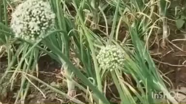 मालेगाव: चांदवड तालुक्यातील चांदवड वागदर्डी येथे बोगस बियाणांमुळे कांद्याचे रोप आणि पीक धोक्यात