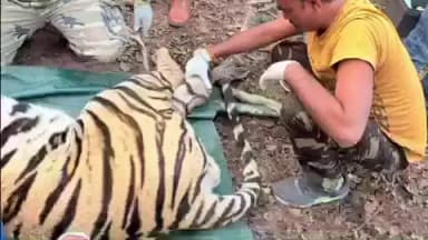 जयसिंहनगर: बनचाचर बीट में दो बाघों के आपसी संघर्ष में एक बाघ घायल, किया गया रेस्क्यू