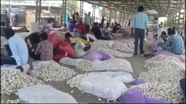 पोलायकलां: पोलाय मंडी में प्याज-लहसुन के भाव गिरे, नई प्याज ₹300 से ₹1400, लहसुन ₹1000 से ₹11000 प्रति क्विंटल