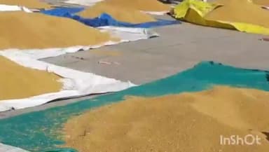 जावरा: जावरा मंडी में आज सोयाबीन ₹700 और खसखस ₹10000 सस्ता बिका