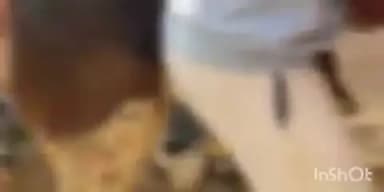 सोहागपुर: आकाशवाणी के पास अज्ञात वाहन की टक्कर से गाय घायल, अटल कामधेनु गौ सेवा संस्थान ने किया उपचार