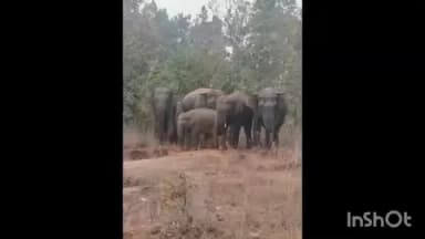 ତୁରୁମୁଙ୍ଗା: ନରଣପୁର ସେକ୍ସନ ର ନେକଡାଘର କୋଡ଼ିଏ ନମ୍ବର ଜାତୀୟ ରାଜପଥ କଡ଼ରେ ହାତୀପଲ ଯାତାୟାତ ବାଧାପ୍ରାପ୍ତ