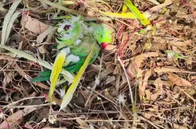 हाटपिपल्या: हाटपीपल्या क्षेत्र में ओलावृष्टि से 300 से अधिक तोतों की मौत