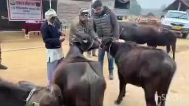 मिहींपुरवा: खड़ेचा गांव में एसएसबी ने पशु चिकित्सा शिविर लगाया, 324 पशुओं का किया उपचार