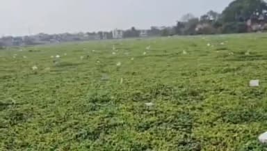 छतरपुर नगर: छतरपुर: ग्वाल मंगरा तालाब में मरी सैकड़ों मछलियां, बीमारी का खतरा