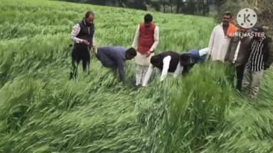 आगर: आगर विधायक मधु गेहलोत ग्राम गाता नेवरी में ओलावृष्टि से खराब हुई फसल का जायजा लेने पहुंचे