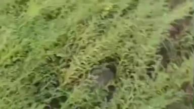 पथरिया: आबूखेड़ी में तेज बारिश और ओलावृष्टि से फसलों को भारी नुकसान, मुआवजे की मांग