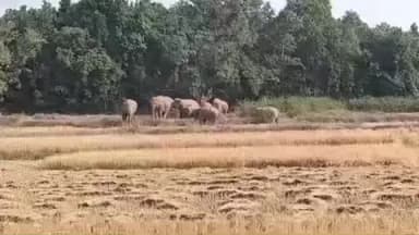 भरनो: भरनो क्षेत्र में जंगली हाथियों के घूमने के कारण निषेधाज्ञा लागू