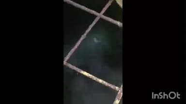 सबलगढ़: रामपुर रोड पर पानी की टंकी में मरा कुत्ता, घरों में हो रही सप्लाई, वीडियो वायरल