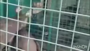 सौर बाज़ार: सदर थाना क्षेत्र के भेरधरी में वन विभाग ने बंद 5 मोरों को बरामद किया