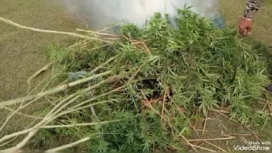 মাদারিহাট: নেশা মুক্ত সমাজ গড়ার লক্ষ্যে বীরপাড়া থানার পুলিশের অভিযান , কাটলো গাঁজা গাছ