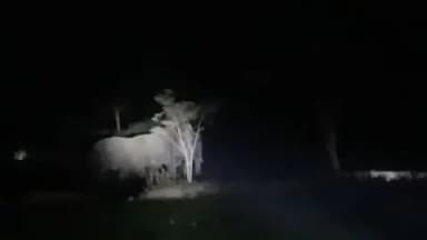 अनूपपुर: पोड़ी के जंगल से निकलकर हाथी खेतों में पहुंचे, फसलों को हुआ नुकसान