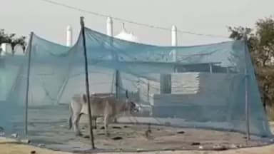 ಗುರುಮಿಟ್ಕಲ್: ಗುರುಮಠಕಲ್ ಪಟ್ಟಣದ ಹೊರವಲಯದಲ್ಲಿ ಸೊಳ್ಳೆಗಳಿಂದ ಜಾನುವಾರುಗಳ ರಕ್ಷಣೆಗೆ ಸೊಳ್ಳೆ ಪರದೆ ಮೊರೆ ಹೋದ ರೈತರು