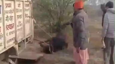 हनुमानगढ़: टाउन में अज्ञात जनों ने गोवंश को खिलाया विस्फोटक पदार्थ, धमाके से गोवंश का मुंह और जबड़ा फटा, हालत नाजुक