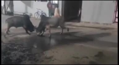 सिवनी: शहर की मुख्य सड़क पर आवारा मवेशियों का डेरा, रात में दो सांडों के लड़ने से लोगों में दहशत