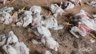 सिंदेवाही: शिंदेवाही तहसील कार्यालयाच्या भिंतीलागत सार्वजनिक ठिकाणी मृत कोंबड्यांचा टाकला साठा