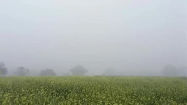 चकरनगर: क्षेत्र में बेमौसम वर्षात ने एक बार फिर से ठंड का प्रकोप बढ़ाया, सरसों की फसल हुई प्रभावित