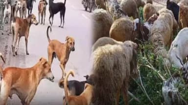 కుక్కల దాడిలో 96 గొర్రెలు మృతి – కుదేలైన రైతు కుటుంబం