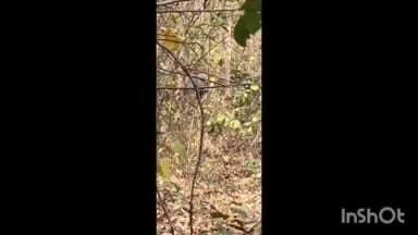 ତୁରୁମୁଙ୍ଗା: ସୋଲଗୋଡା ଜଙ୍ଗଲରେ ଗୋଠଛଡା ଦନ୍ତା ହାତୀ ଲୋକେ ଆତଙ୍କିତ