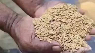 മാവേലിക്കര: ഗുണനിലവാരമില്ലാത്ത നെൽവിത്ത് വിതരണം ചെയ്തതായി പരാതി