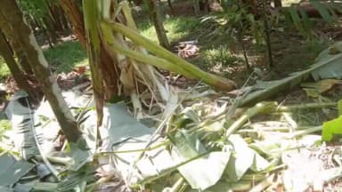 ಕಡಬ: ಉದಲಾರು ಎಂಬಲ್ಲಿ ಎರಡು ತೋಟಕ್ಕೆ ನುಗ್ಗಿದ ಕಾಡಾನೆಗಳು