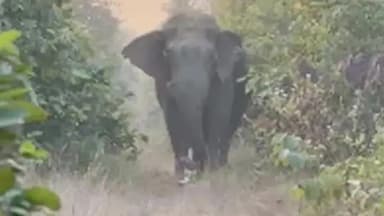 उदयपुर धरमजयगढ़: चुहकीमार जंगल में 80 वर्ष के गंगाराम सारथी पर हाथी ने किया हमला, लकड़ी बिनने गए थे, शाम को घर नहीं लौटे