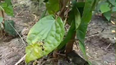 திருப்புவனம்: வெற்றிலை விளைச்சல் சரிவு:
பனிப்பொழிவு காரணமாக விலை இருமடங்காக உயர்வு