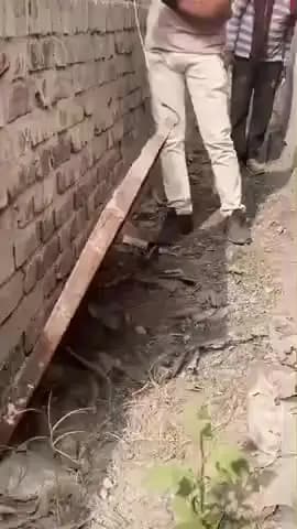 रायगढ़: सेंटरिंग प्लेट के नीचे मिला एशिया के सबसे जहरीले सांपों में से एक, रसेल वाइपर का रेस्क्यू कर जंगल में छोड़ा गया