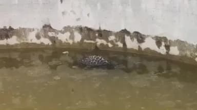 ओडगी: महुली में खुले कुएं में गिरने से तेंदुए के बच्चे की हुई मौत