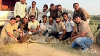 वरोरा: सिने स्टाईल मगराला पकडण्यात यश :आल्फर गावातील नाल्यातून सापडलेला मोठा मगर चारगाव धरणात सोडला