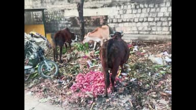 வாணியம்பாடி: உழவர்சந்தை பகுதியில் வியாபாரம் செய்து வரும் இடத்திற்கு அருகே குப்பை கொட்டுவதால் துர்நாற்றம் வீசி நோய் தொற்று ஏற்படும் அபாயம் வீடியோ வைரல்