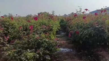 खंडवा: थोड़ी सी ज़मीन और गुलाबों की बरसात! किसान की हर रोज़ ₹1200 तक की कमाई
