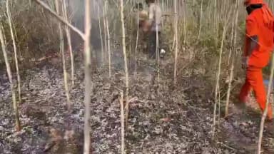 గర్నికం గ్రామంలో యూకలిప్టిస్ తోట దగ్ధం, మంటలార్పిన ఫైర్ సిబ్బంది