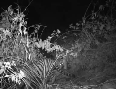 कवर्धा: भोरमदेव अभयारण्य बना बाघों का नया ठिकाना, ट्रैप कैमरों में कैद हुई बाघ और बाघिन की तस्वीरें, नेचर प्रेमियों के लिए खुशी